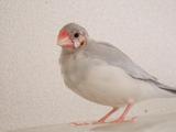 DSCF9618.JPG